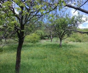 Blog - Comment planter un arbre. Vieux arbres fruitiers.