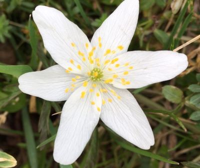 Woon anemone, indicates loose soil and moist