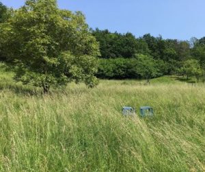 Blog - Ne tondez pas, laissez-le grandir !