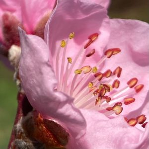 Jardin, fleur du pêcher
