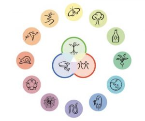 Ethiques & principes de la permaculture