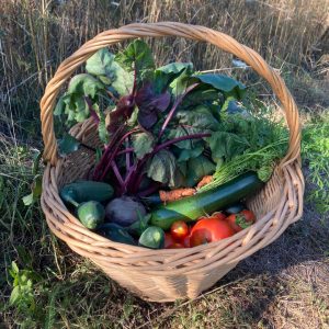 Récolte des légumes - permaculture