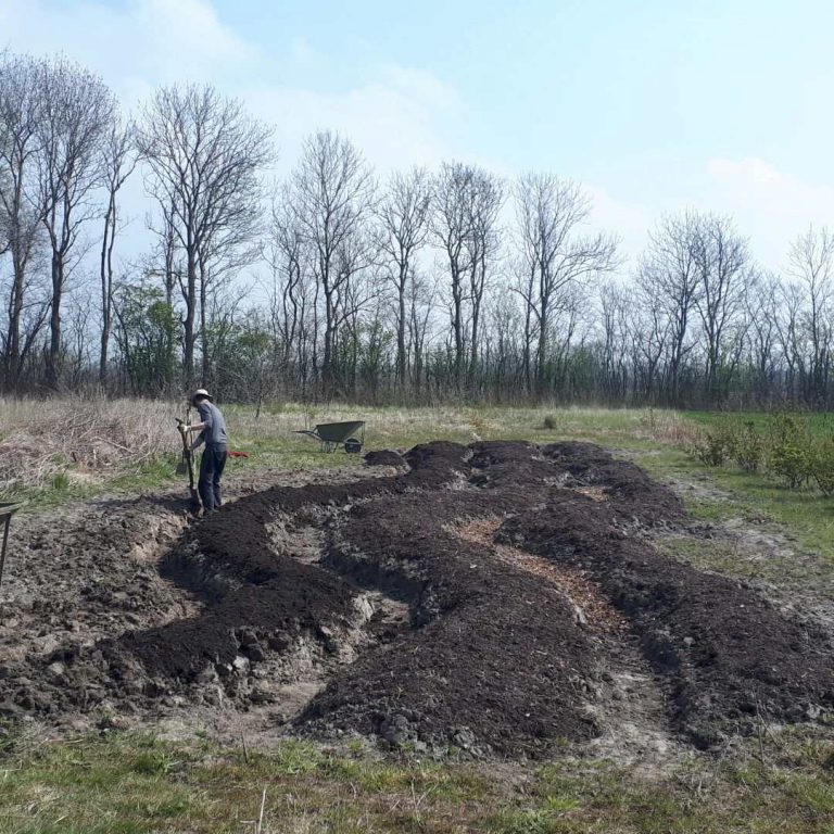 Working on the potato fiels in Zeeland, The Netherlands