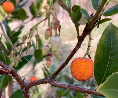 Arbousier dans le forêt jardin