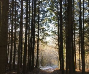Forêt de Maisonsgoutte en l'hiver