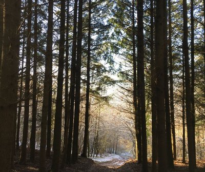 Forêt de Maisonsgoutte en l'hiver