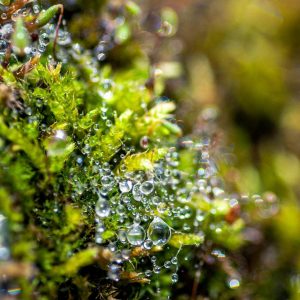 Mosses with water