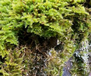 Mousse sur un rocher