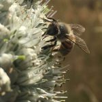 Permaculture