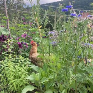 Poulet parmi les fleurs