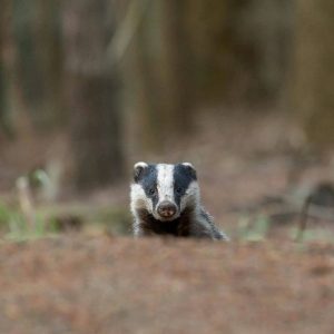 Blaireau dans la forêt