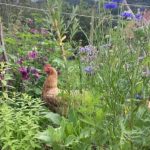 Poule dans le jardin