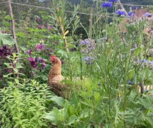 Poule dans le jardin