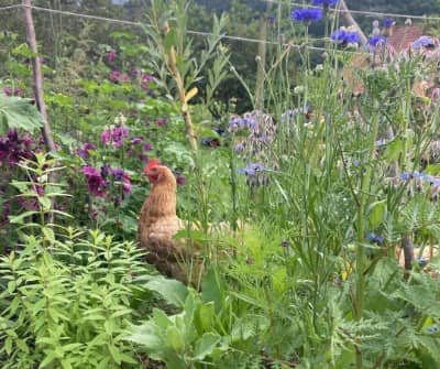 Poule dans le jardin