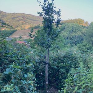 Poirier au milieu de la ronce