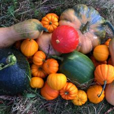 Récolte des citrouilles - jardin en permaculture