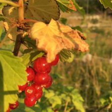 Groseille - Le nouveau printemps Chambres d'hôtes et Jardins